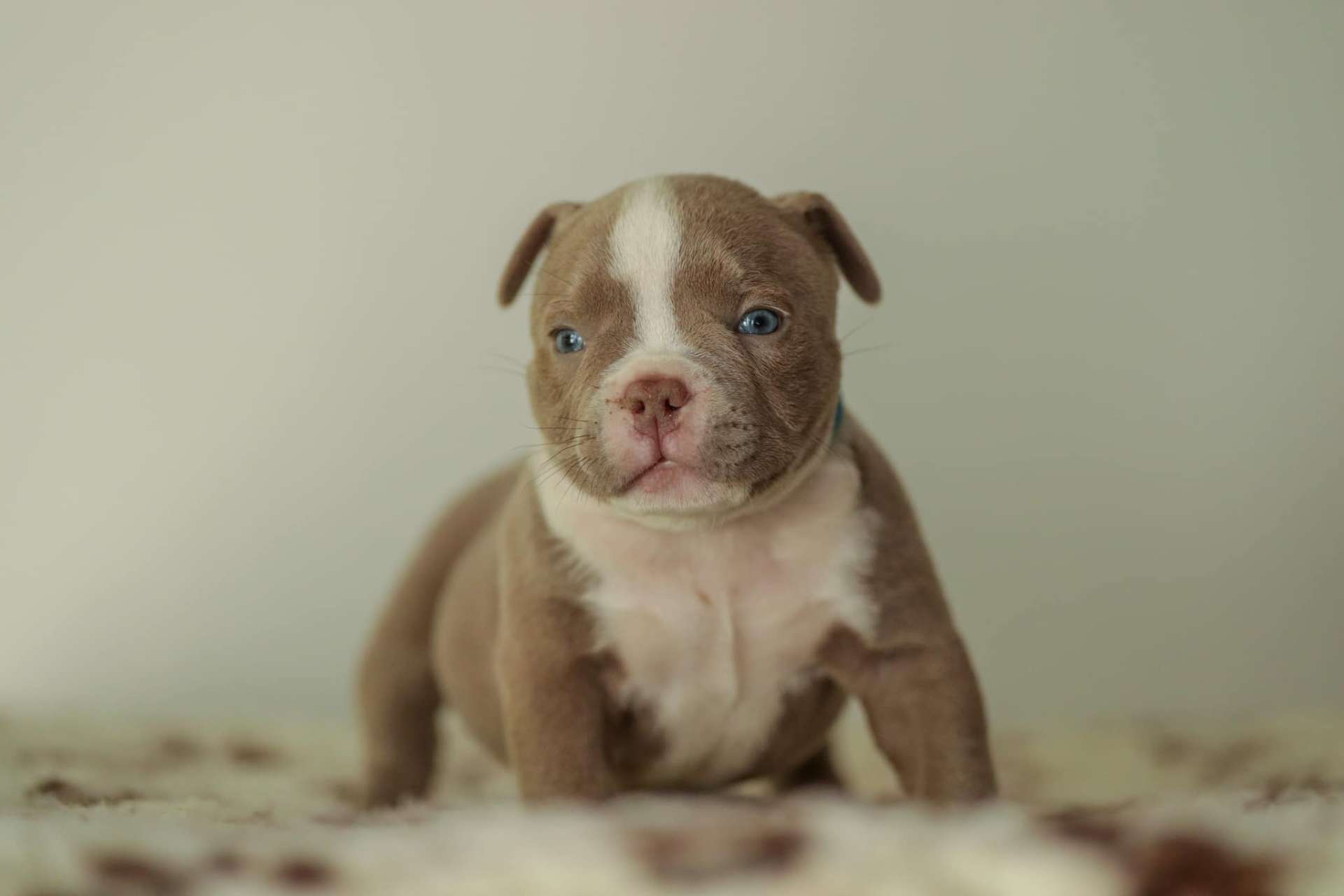 Luna - American Bully Puppy