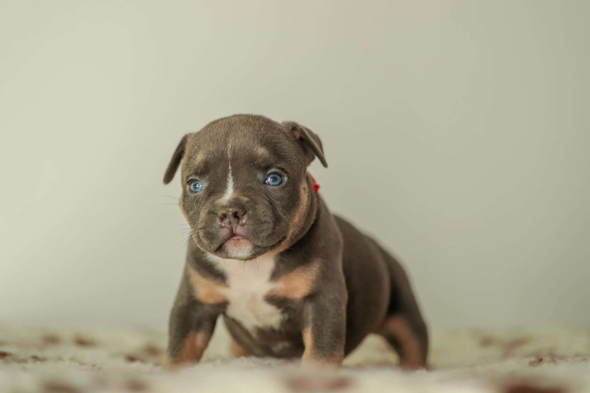 Bruno - American Bully Puppy