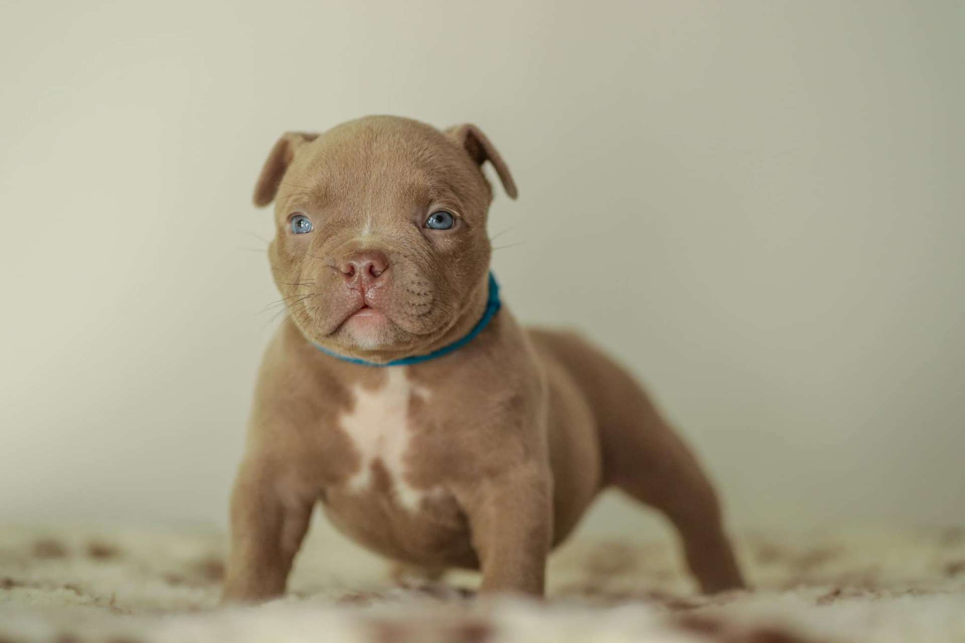 Blue - American Bully Puppy