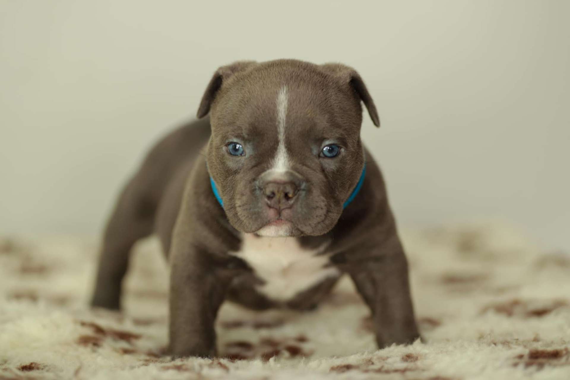 Tyson - American Bully Puppy