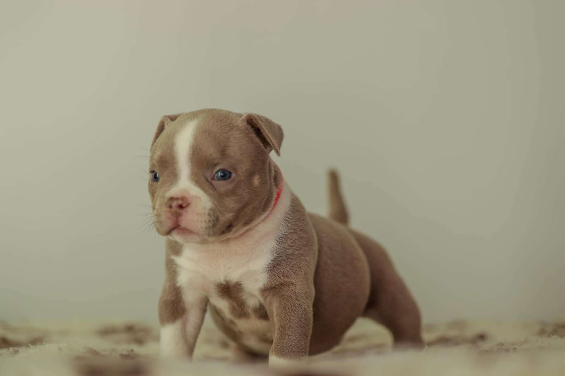 Bella - American Bully Puppy