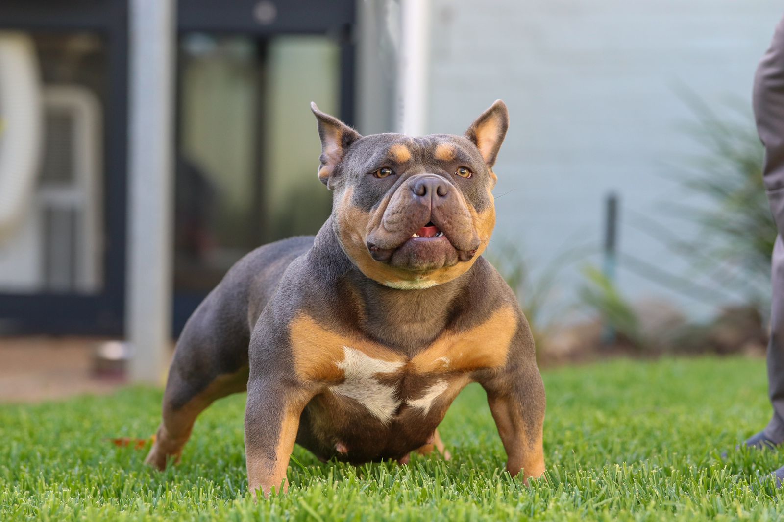 American Bully with owner