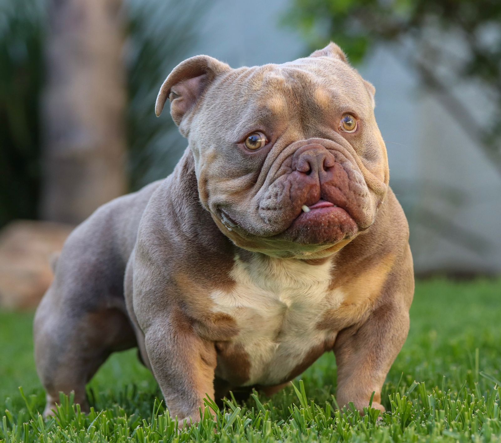 Tyson